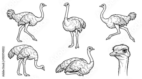 ostrich , realistic line art vector set , white background , PNG and SVG isolate