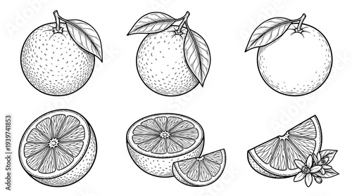 orange , realistic line art vector set , white background , PNG and SVG isolate