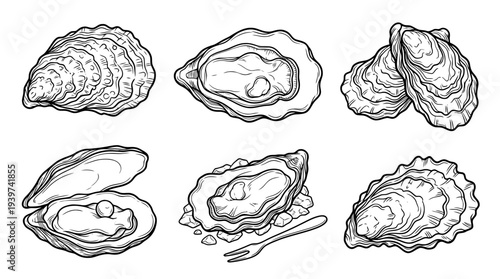 oyster , realistic line art vector set , white background , PNG and SVG isolate