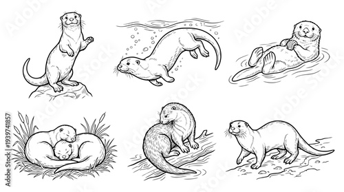 otter , realistic line art vector set , white background , PNG and SVG isolate
