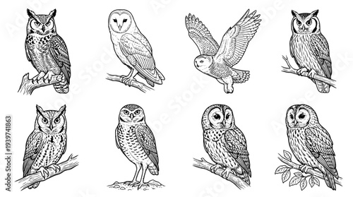 owl , realistic line art vector set , white background , PNG and SVG isolate