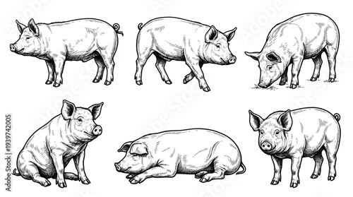 pig , realistic line art vector set , white background , PNG and SVG isolate