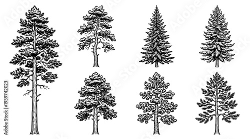 pine tree , realistic line art vector set , white background , PNG and SVG isolate