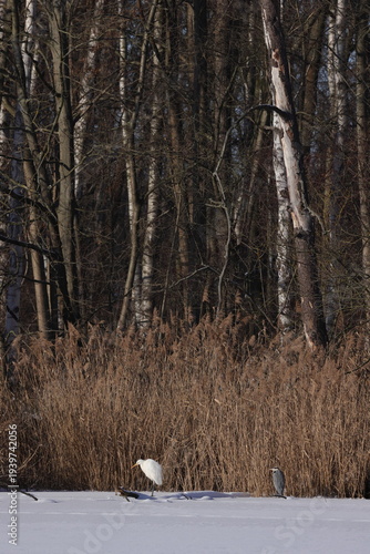 Frozen lake in the woods