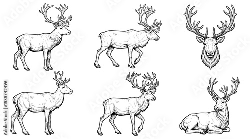 reindeer , realistic line art vector set , white background , PNG and SVG isolate