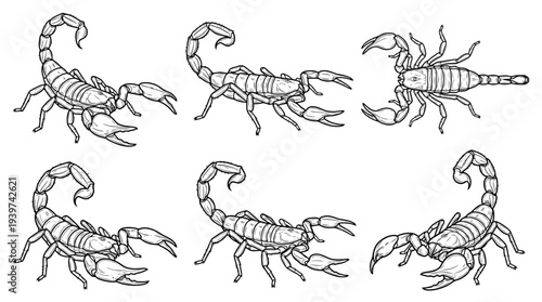 scorpion , realistic line art vector set , white background , PNG and SVG isolate