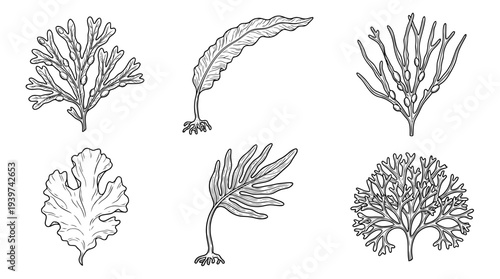 seaweed , realistic line art vector set , white background , PNG and SVG isolate