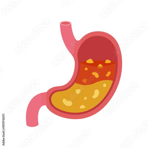This image presents a colorful illustration of the human stomach, showcasing its inner structure and content, representing vital processes of digestion.