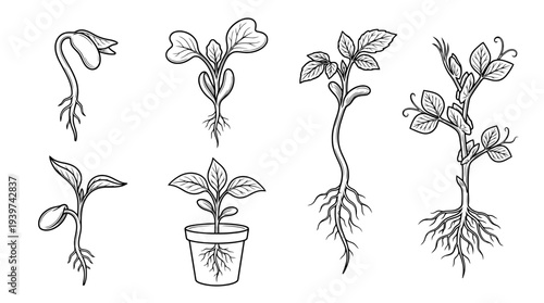 sprout , realistic line art vector set , white background , PNG and SVG isolate