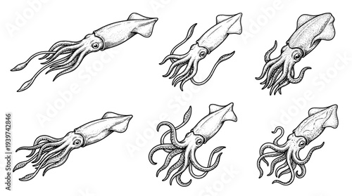 squid , realistic line art vector set , white background , PNG and SVG isolate