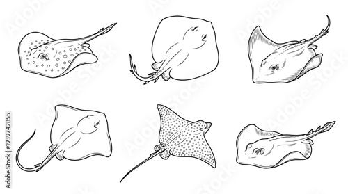 stingray , realistic line art vector set , white background , PNG and SVG isolate
