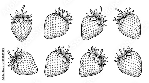 strawberry , realistic line art vector set , white background , PNG and SVG isolate