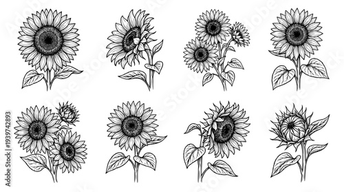 sunflower , realistic line art vector set , white background , PNG and SVG isolate