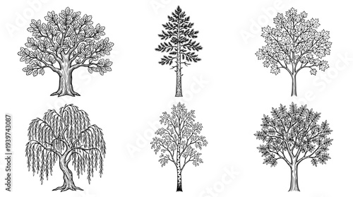 tree , realistic line art vector set , white background , PNG and SVG isolate