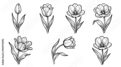 tulip , realistic line art vector set , white background , PNG and SVG isolate