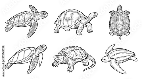 turtle , realistic line art vector set , white background , PNG and SVG isolate