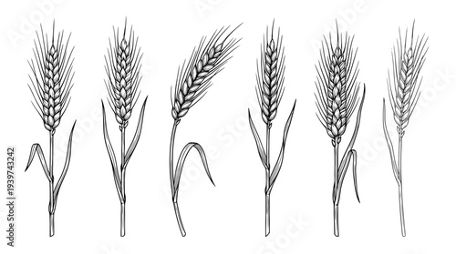 wheat stalk , realistic line art vector set , white background , PNG and SVG isolate