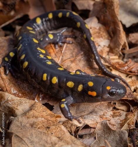 Spotted salamander macro portrait on leaves 