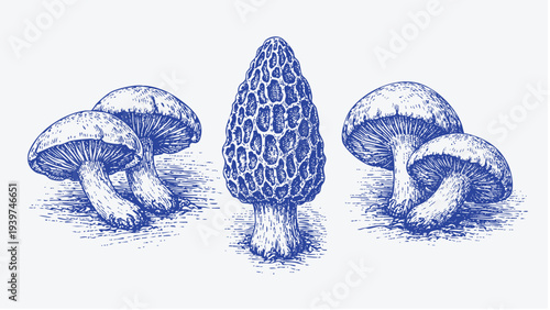 Wild morel and forest mushrooms vintage woodcut illustration set
