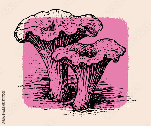 Hand-drawn engraving of chanterelle mushrooms on pink background