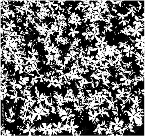 creeping phlox - mountain phlox - moss phlox (Phlox subulata) texture