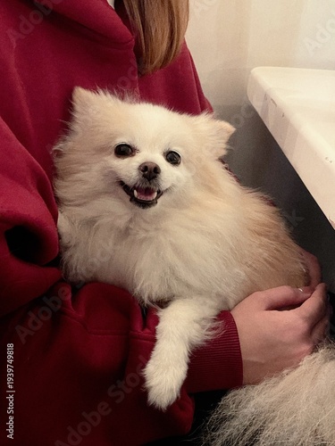 little fluffy puppy dog ​​white cream color looks at camera with cute look. Pomeranian breed Spitz playfully sits on sofa. Animals are friends of people