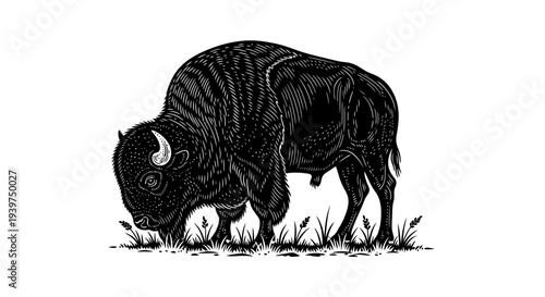 Large black bison standing profile view.