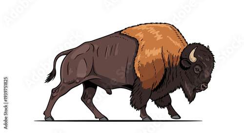 American Bison Walking Side View Profile.