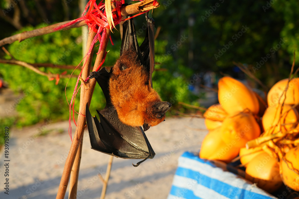Fototapeta premium View of a Seychelles fruit bat, also called flying fox, hanging upside down near coconuts