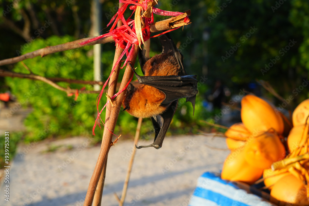 Fototapeta premium View of a Seychelles fruit bat, also called flying fox, hanging upside down near coconuts