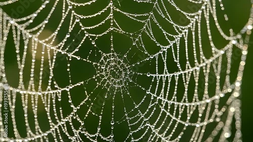 Spider web with shiny morning dew drops in green forest nature background