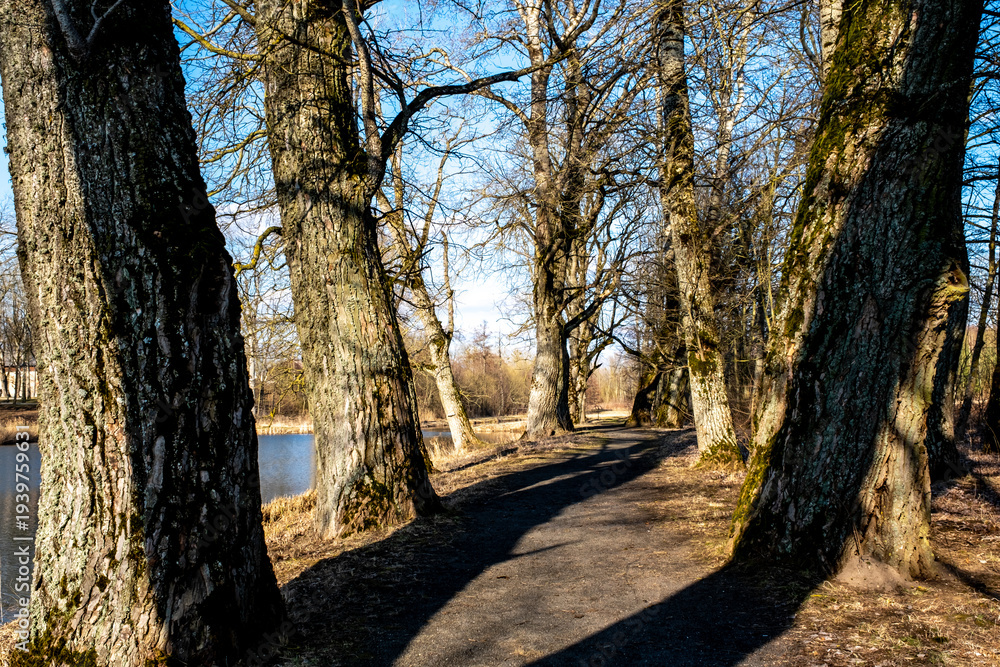 Fototapeta premium A path in an old park between thick tree trunks, next to a lake
