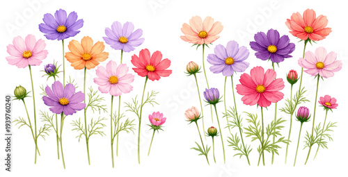 A charming watercolor collection of colorful cosmos flowers with stems and buds for botanical floral illustrations and summer garden design.