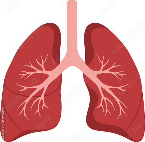 Human lung anatomy illustration with trachea and bronchi