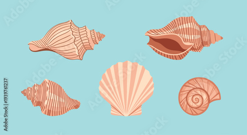 Collection of various sea shells in pastel pink tones including conch and scallop shapes on a light blue background.
