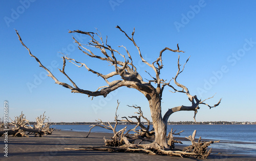 dead tree on the beach