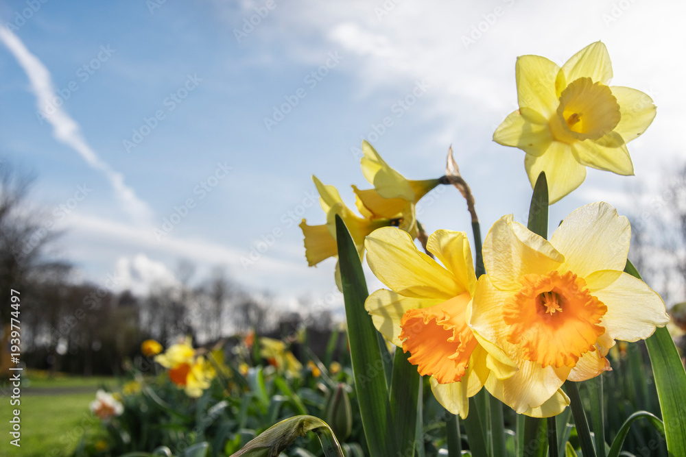 Fototapeta premium Daffodils in Dublin