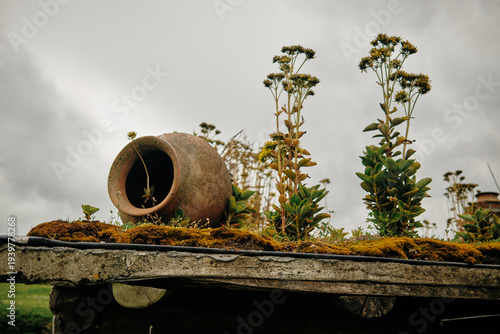 Green roof with plants and clay pot on rustic countryside house