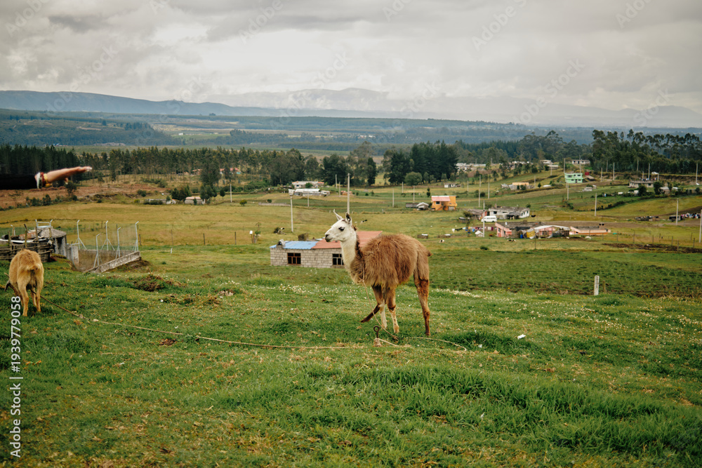 Fototapeta premium Llama grazing on green hillside in rural Andean landscape of Ecuador
