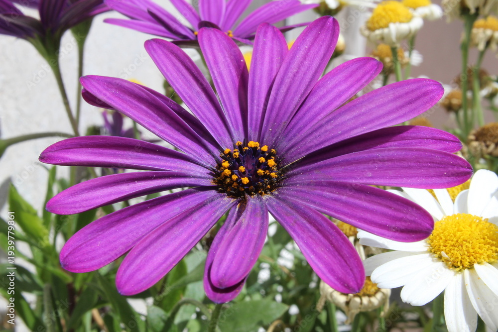 Fototapeta premium Close-up photograph of a purple daisy flower, showcasing its delicate petals and vibrant yellow center. The soft natural light and shallow depth of field highlight the beauty