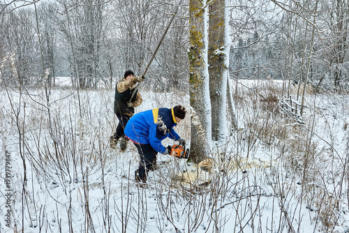 Firewood preparation for heating rural house farmers cut down large aspen using gasoline chainsaw.