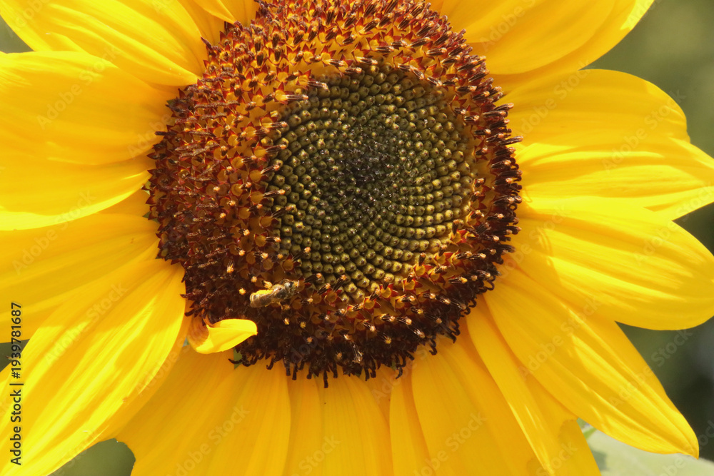 Obraz premium sunflower with bee