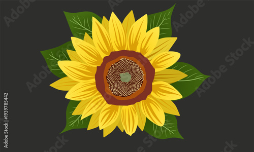 sunflower vector illustration