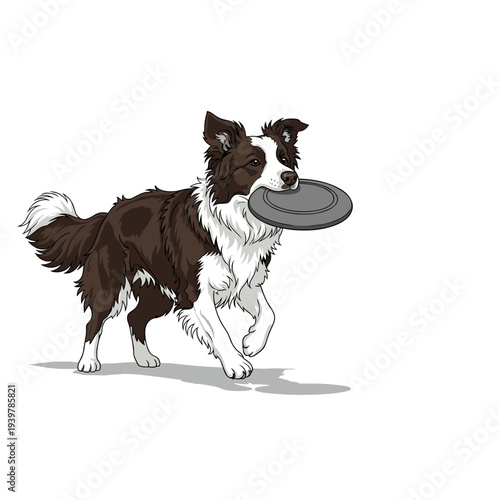 Border collie catching a frisbee playful dog illustration