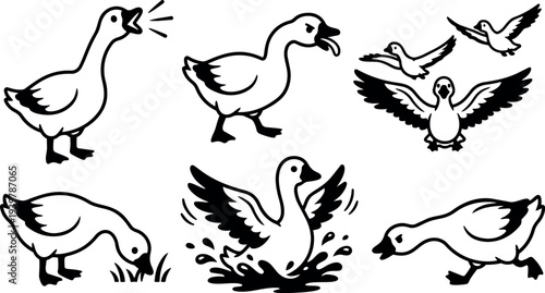Line art vector sheet of playful geese in various poses splashing walking grazing honking flying close up and side views illustration