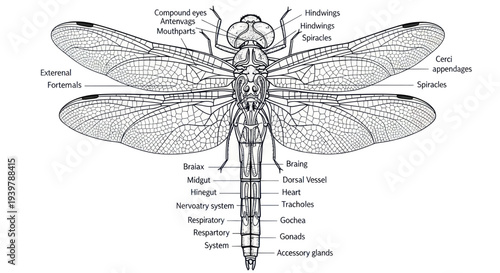 Dragonfly Anatomy Diagram: Detailed Insect Structure and Biology Illustration