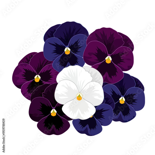 Group of colorful pansy flowers with white center against white background