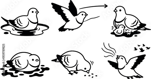 Line art six pigeon icons showing flying bathing feeding nesting parent with chick chirping close up set black and white vector