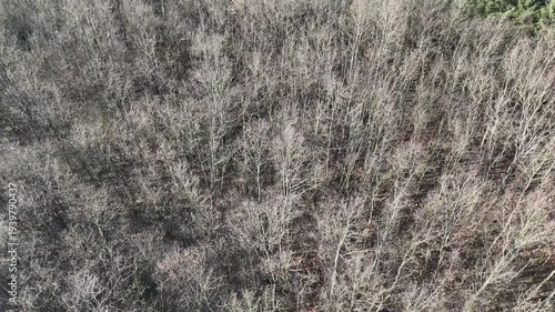 Flug über einen Wald