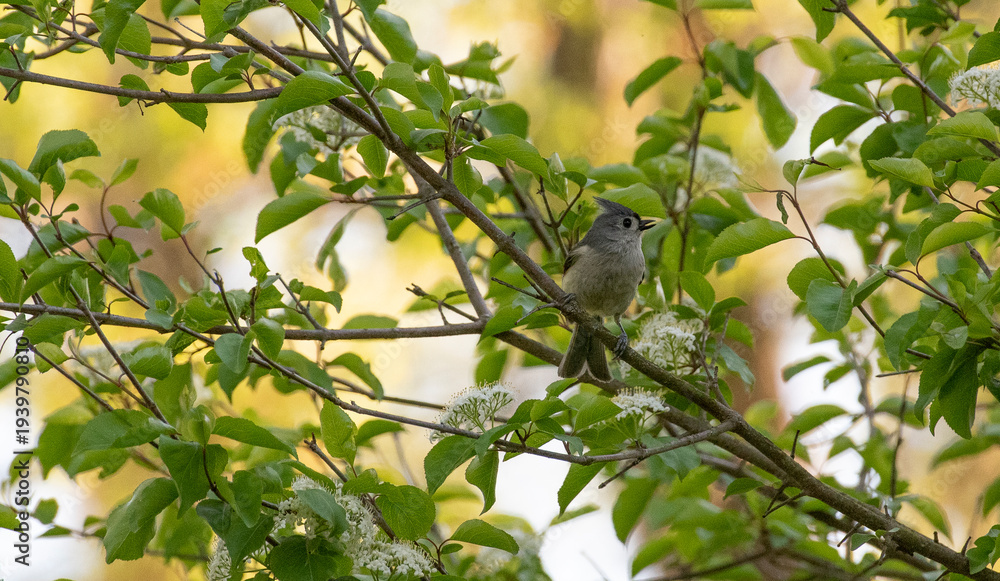 Obraz premium Tufted Titmouse